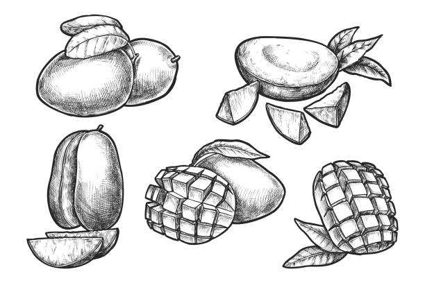 Set of sliced and chopped mango. Vector sketch Set of sliced and chopped mango. Vector isolated sketch of stone fruit from India. Tropical farming and harvesting. Exotic plant for vegan or vegetarian food or nutrition. Natural and organic meal mango fruit drawing stock illustrations