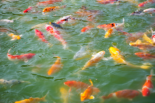 Colored varieties japan fancy carp or Koi japanese fish swimming in freshwater at water pond and pool in garden park of resort hotel at Ban Rai village at Uthaithani city in Uthai Thani, Thailand
