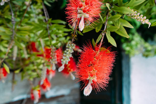 Red callistemon flowers Beautiful red callistemon tree red flower trees callistemon citrinus stock pictures, royalty-free photos & images