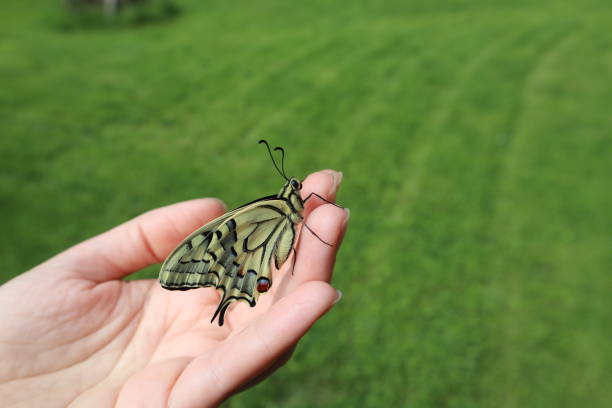 A detailed close-up of a butterfly perched delicately on a hand.