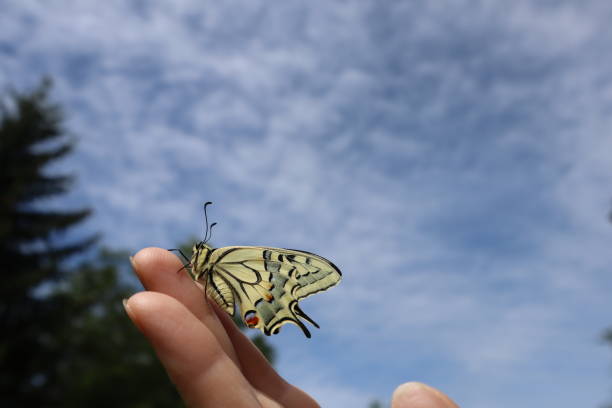 istock A newborn butterfly sits on a hand. Soon he will make his first flight in his life. 1990124547