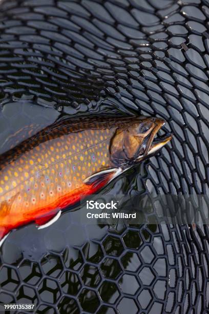 Beautiful Male Brook Trout In Spawning Colors In A Landing Net Stock Photo  - Download Image Now - iStock