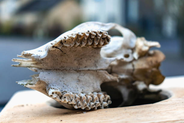 Wild boar skull on rock in forest. Close-up of animal skull placed on stone amidst natural woodland surroundings.