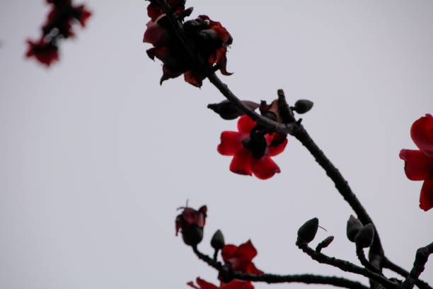 The view of Cotton Tree (Bombax ceiba) in the outdoors in cloudy day. Red flowers on the tree. Flower and plant.