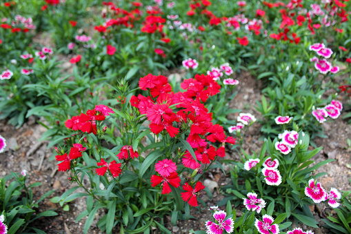 Red dianthus flowers in the garden. Red flowers in the rural. Flower and plants.