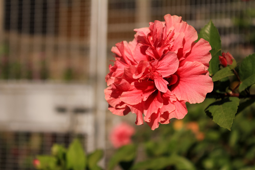 Close-up of red hibiscus, Hibiscus rosa-sinensis in the rural. Red wild flowers in the countryside. Flower and plant