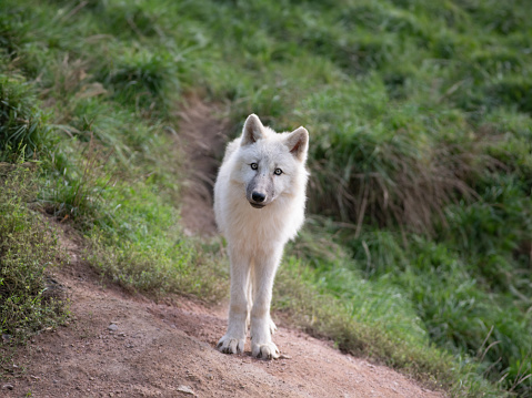 young small polar wolf standing against the background of green grass