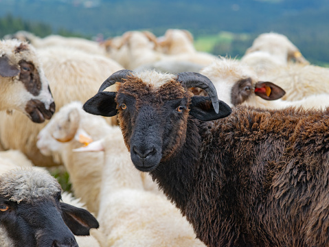 At the entrance of a movie set tourist attraction in Rotorua, New Zealand, this flock of sheep was curiously looking at anybody passing by. At save distance they starred right into the camera, before a car scared them away.