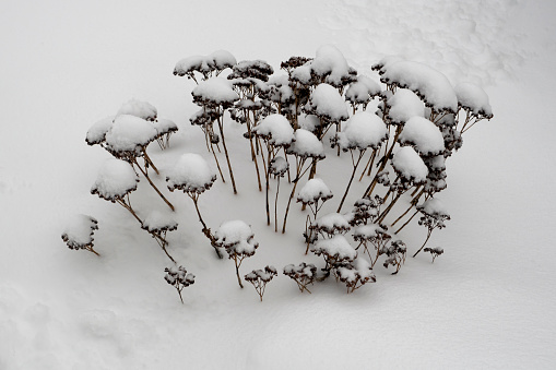 Dry hydrangea flower under the snow. Dry grass under the snow in winter. High quality photo