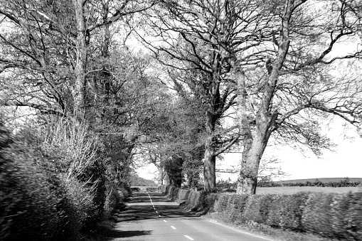 A rural Scottish road in the Trossachs National Park, surrounded by ancient large trees, in black and white.