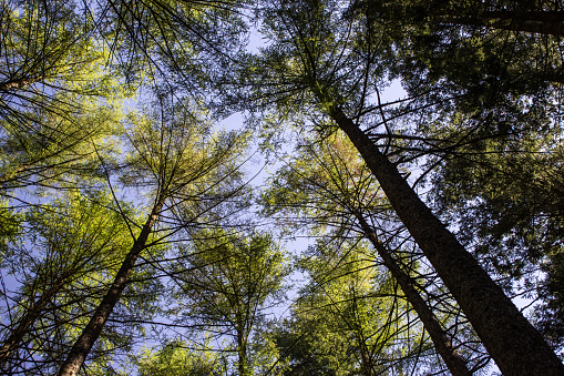 Looking up into the tree tops of pine trees in a forest at Balhama in Scotland, on a clear sunny day.