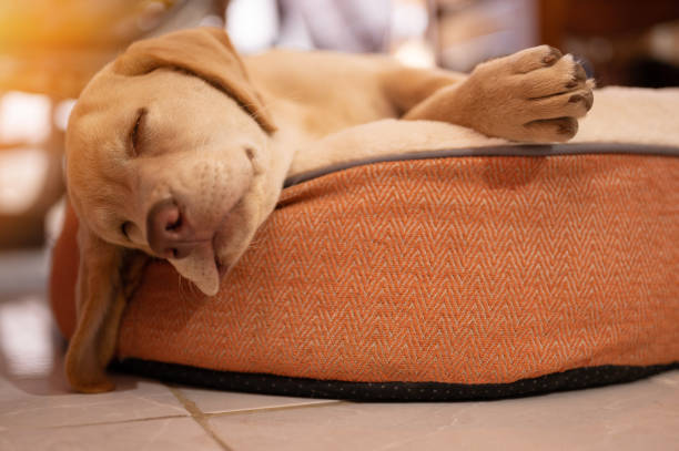 istock Tired lab dog sleep in house 1990168943