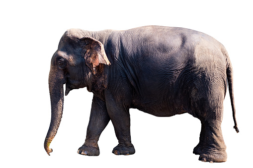 An African elephant bull has a mud bath surrounded by daisies. Okavango Delta, Botswana