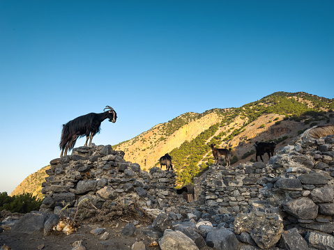 Goats standing on old ruins by the sea (Agua Roumeli, Crete).