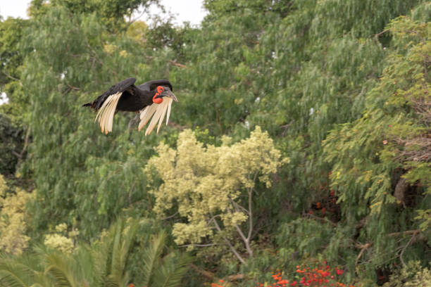 istock Southern Ground Hornbill, Bucorvus leadbeateri, single bird in flight. 1990197974