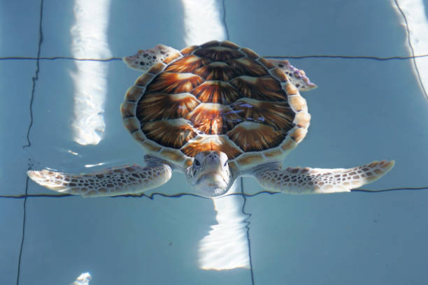 green sea turtle (chelonia mydas) stock photo