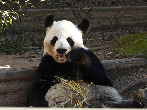 A young giant panda eating bamboo in the grass, portrait