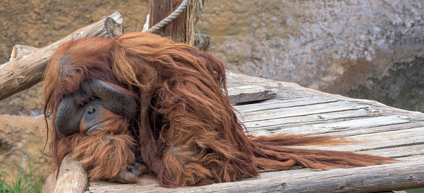 A majestic Bornean orangutan (Pongo pygmaeus) gracefully, exuding strength and grace. This captivating image captures the essence of wild beauty and natural wonder.