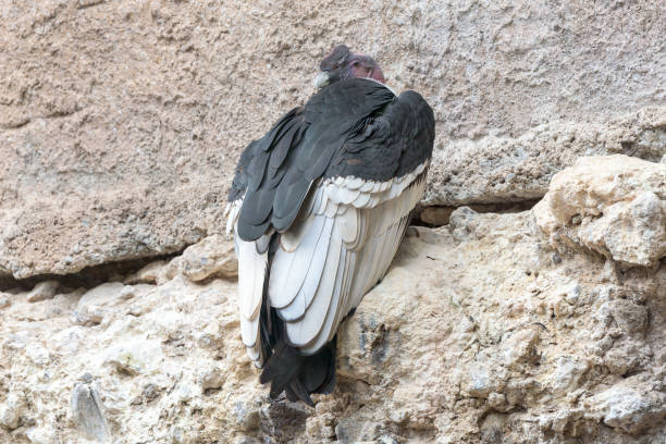 istock Andean ConAndean Condor (Vultur gryphus) on a rock 1990205878