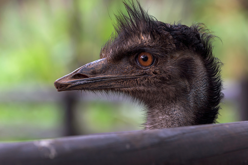 Close-up portrait of a majestic emu, a large flightless bird, captured in a tranquil setting
