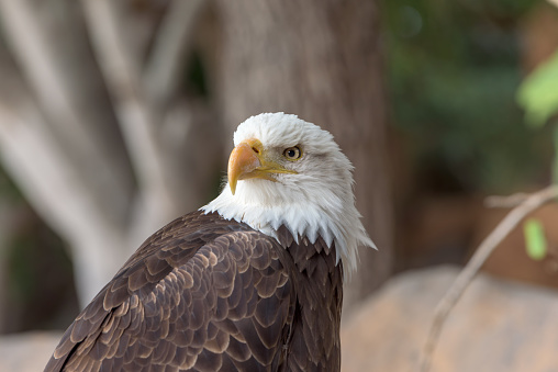 Majestic and regal, the Bald Eagle (Haliaeetus leucocephalus) symbolizes strength and freedom. This iconic bird of prey captivates with its piercing gaze and powerful presence
