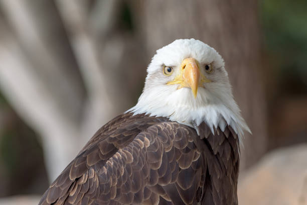 bald eagle (haliaeetus leucocephalus) - white headed eagle stock-fotos und bilder