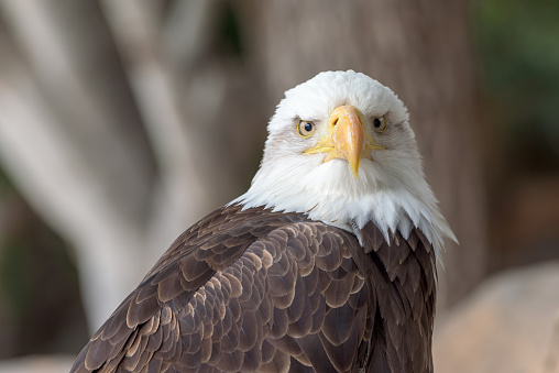 Majestic and regal, the Bald Eagle (Haliaeetus leucocephalus) symbolizes strength and freedom. This iconic bird of prey captivates with its piercing gaze and powerful presence