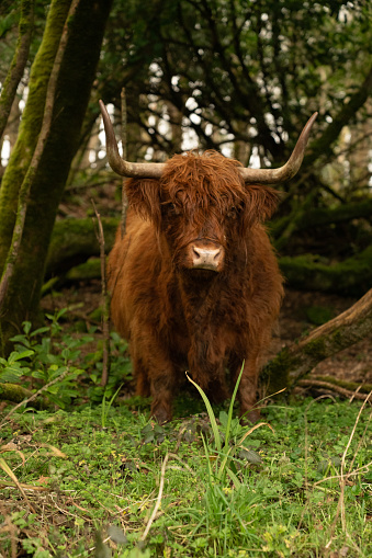 vertical portrait of a brown-haired ox in the middle of a green forest
