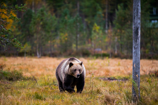 Brown bear in Kuusamo, Lapland, northern Finland