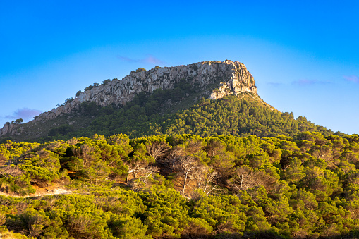 Pine trees at the hill Es Telegraf near Cala Mesquida, Island of Mallorca, Spain