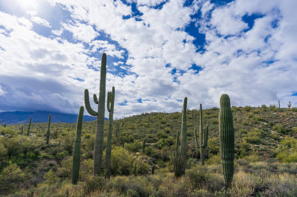 istock Saguaro cactus and lush foliage in Superstition Wilderness 1990247498