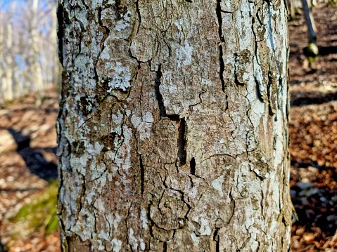 The image shows a close-up image of a huge maple tree (bark). Captured in the swiss jura during winter season.