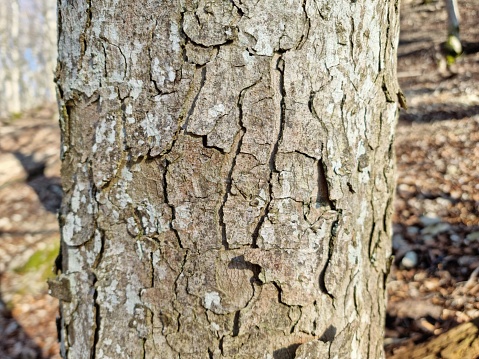 The image shows a close-up image of a huge maple tree (bark). Captured in the swiss jura during winter season.