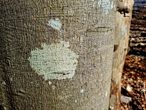 The image shows a close-up image of a huge beech tree. Captured in the swiss jura during winter season.