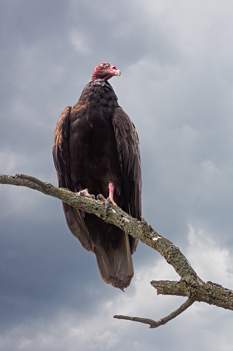 A turkey vulture, perched on a branch, waits for the impeding storm. Ominous gray, cloudy background.