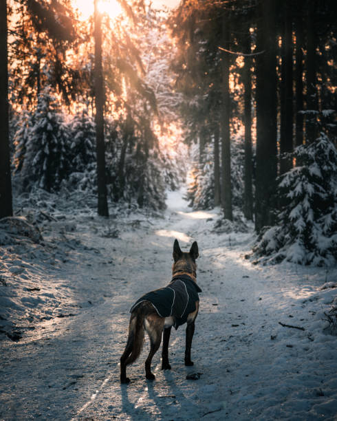 istock Belgian Malinois in a snowy forest looking into the distance 1990279053