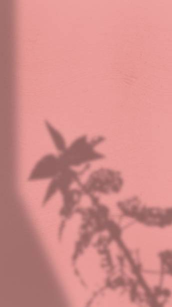 istock Abstract Background with Spotlight Effect and Tropical Leaves Shadow. Leaves Shadows Cast on an Aesthetic Wall Background 1990285825