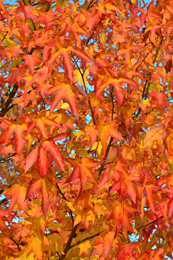 Red leaves of American sweetgum tree