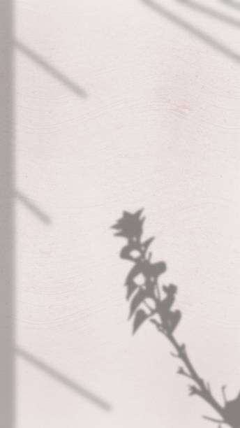 istock Abstract Background with Spotlight Effect and Tropical Leaves Shadow. Leaves Shadows Cast on an Aesthetic Wall Background 1990290051
