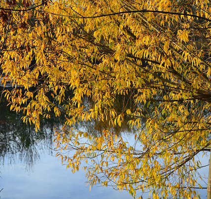 Crack willow  branch with colorful autumn leaves by the lake  hangs over the water