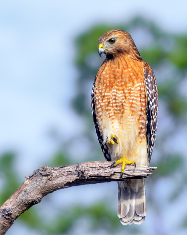 A noble red-shouldered hawk oversees from the end of a broken limb, surveying its territory with consistent focus.