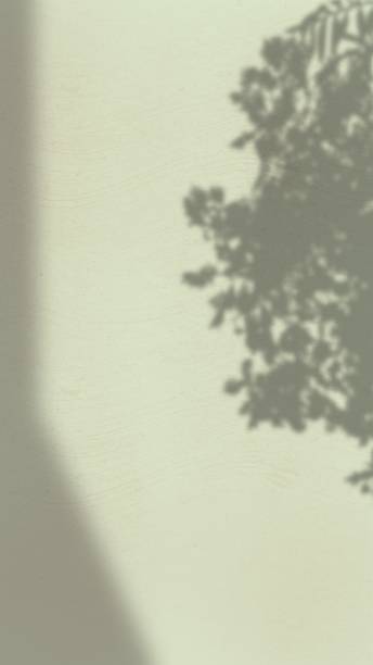 istock Abstract Background with Spotlight Effect and Tropical Leaves Shadow. Leaves Shadows Cast on an Aesthetic Wall Background 1990294280
