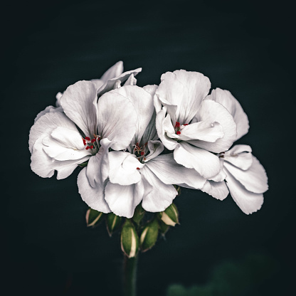 Elegance in simplicity – a pristine white flower delicately unfolding its petals. Perfect for adding a touch of elegance to your creative projects.