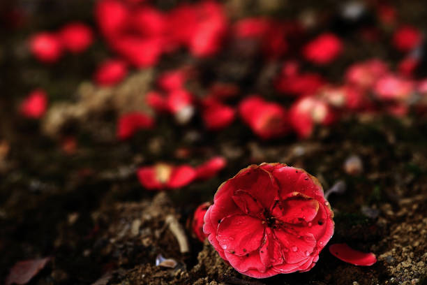 a view of camellia flowers