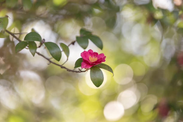 a view of camellia flowers