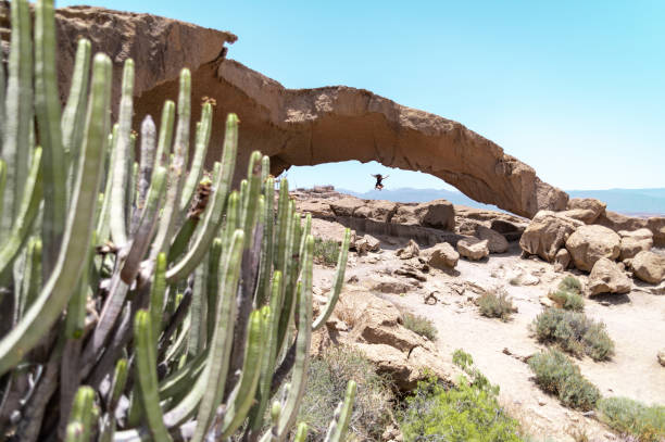 istock cactus rock bridge in the desert 1990298552