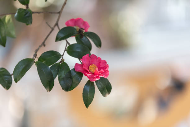 a view of camellia flowers
