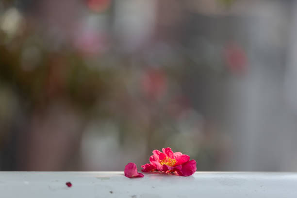 istock a view of camellia flowers 1990298568
