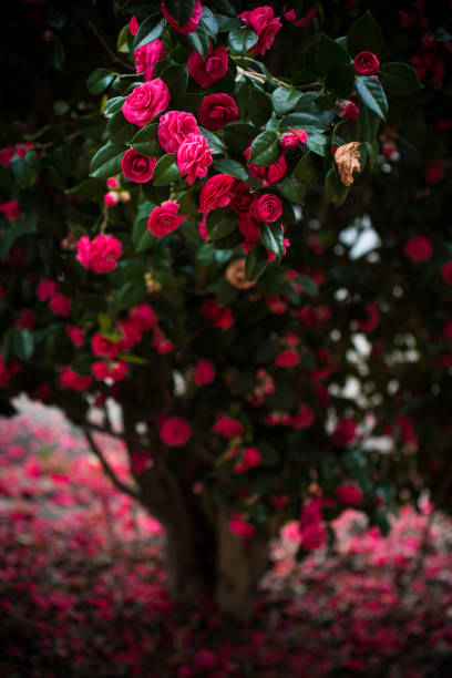 a view of camellia flowers