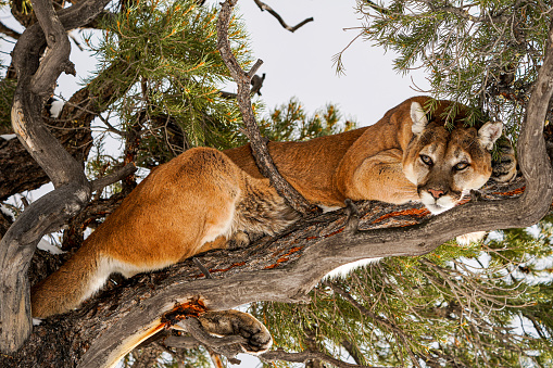 The cougar, Puma concolor,  also known as the puma, mountain lion, catamount, or panther, is a large cat native to the Americas, second only in size to the stockier jaguar. Kalispell, Montana. Adult and young mountain lion on a rock with snow around.